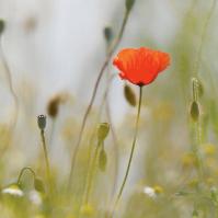 25 Jahre Weblication®