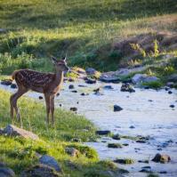 Klimaresonanzfenster